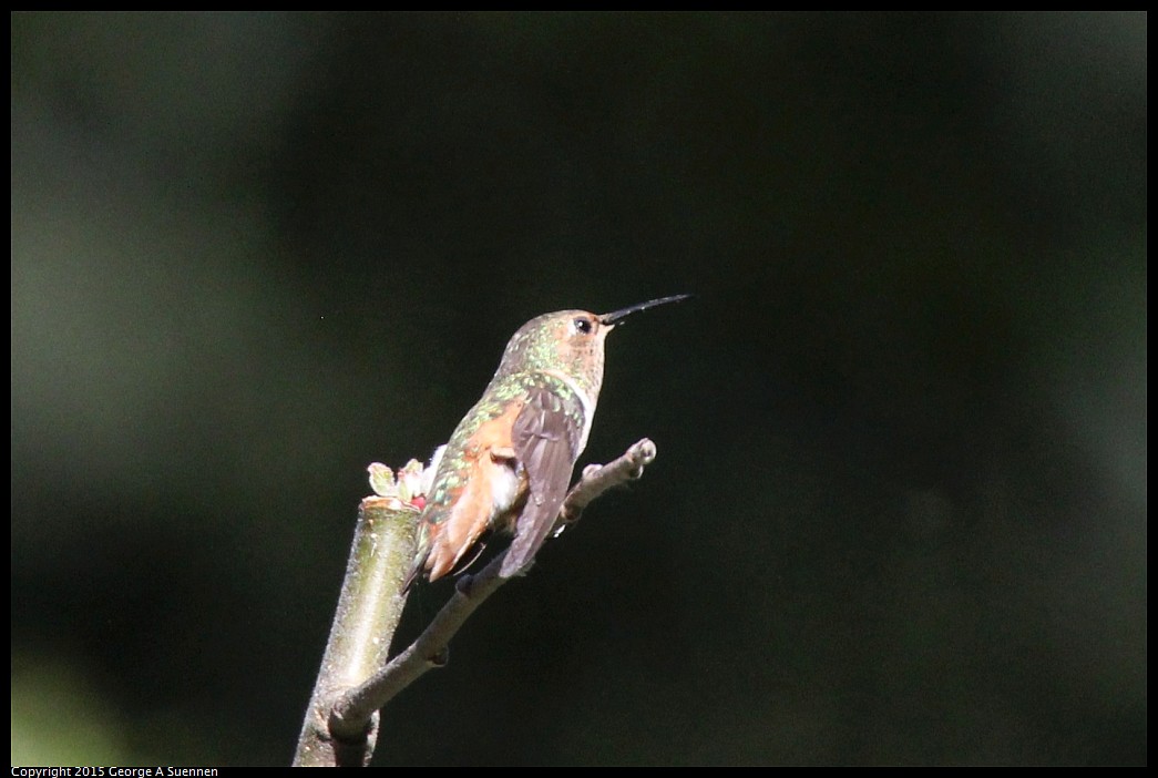 0412-174707-01.jpg - Allen's Hummingbird