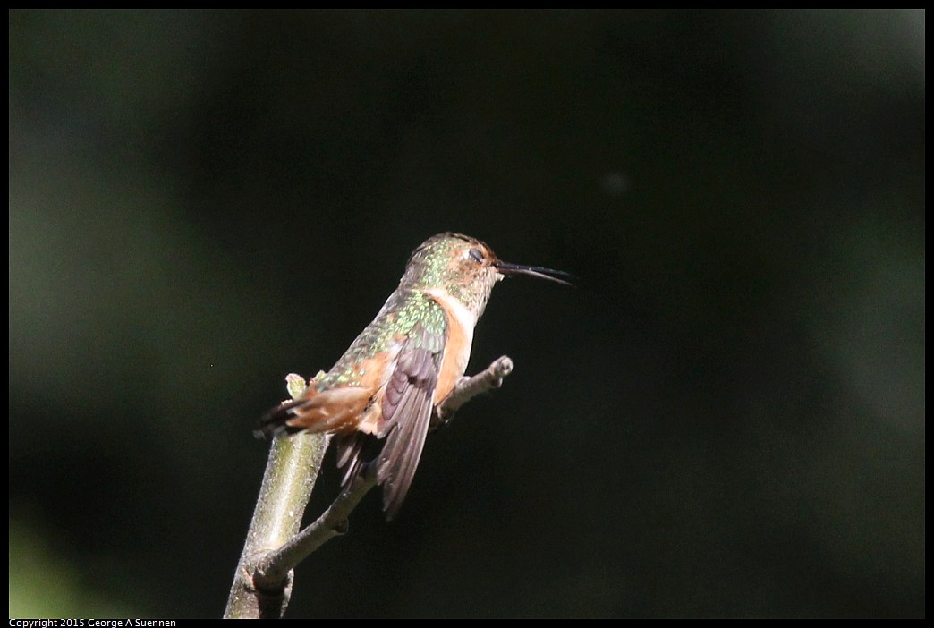 0412-174714-01.jpg - Allen's Hummingbird