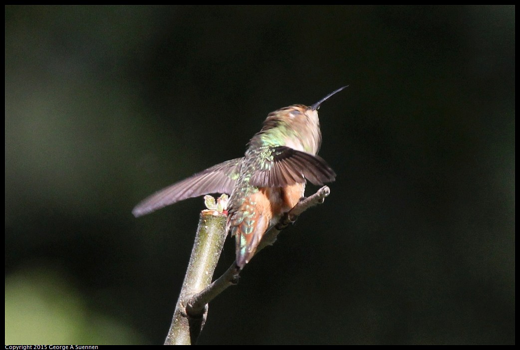 0412-174714-05.jpg - Allen's Hummingbird