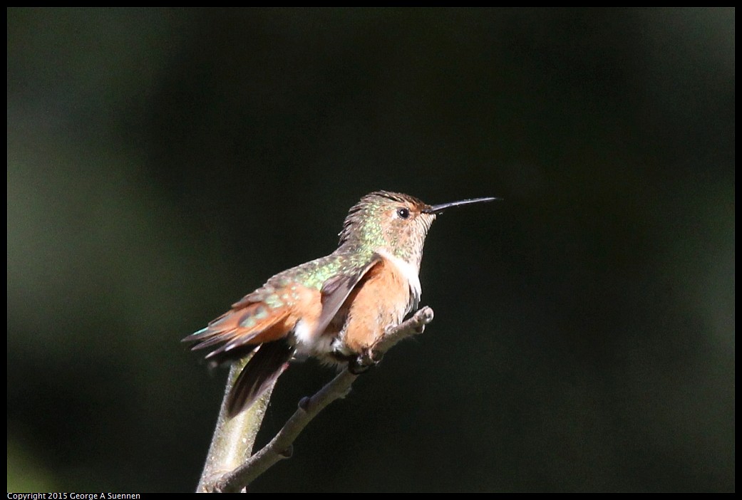 0412-174715-01.jpg - Allen's Hummingbird