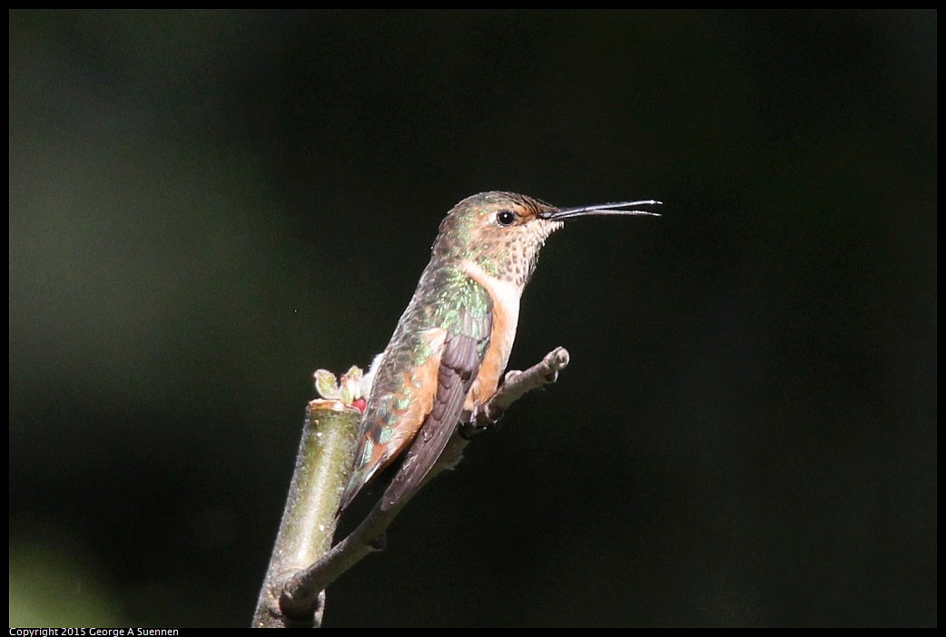 0412-174723-04.jpg - Allen's Hummingbird
