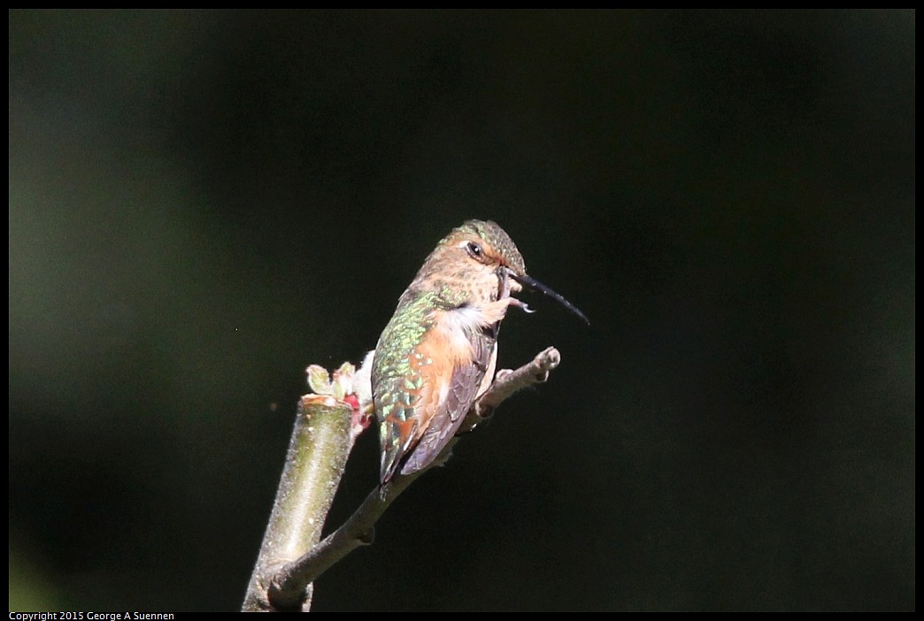 0412-174726-04.jpg - Allen's Hummingbird