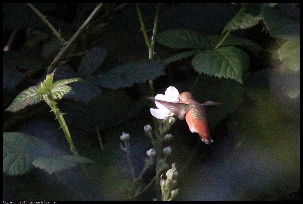 0412-180445-02.jpg - Allen's Hummingbird