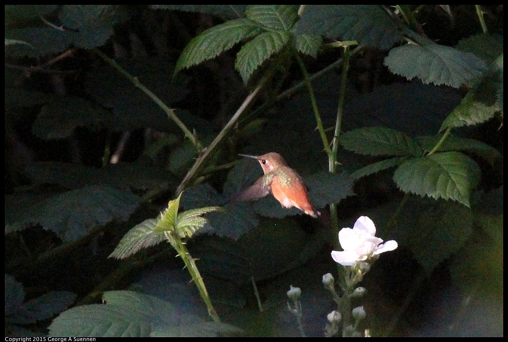 0412-180450-01.jpg - Allen's Hummingbird