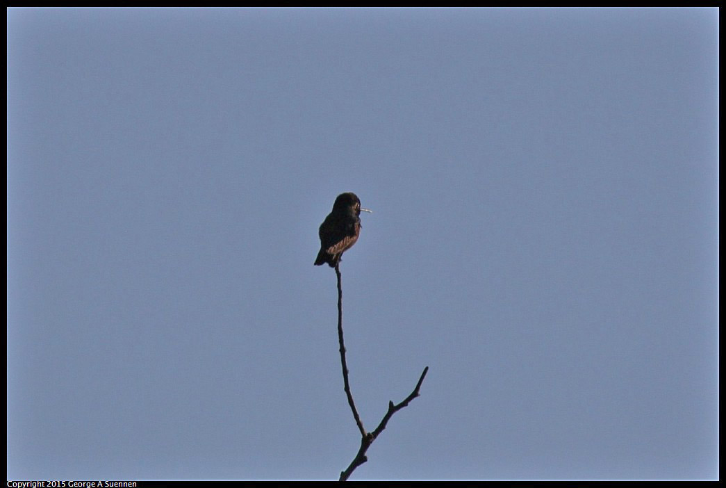 0414-182309-03.jpg - Anna's Hummingbird