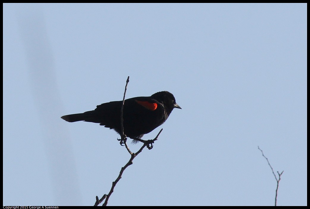 0414-182508-04.jpg - Red-winged Blackbird