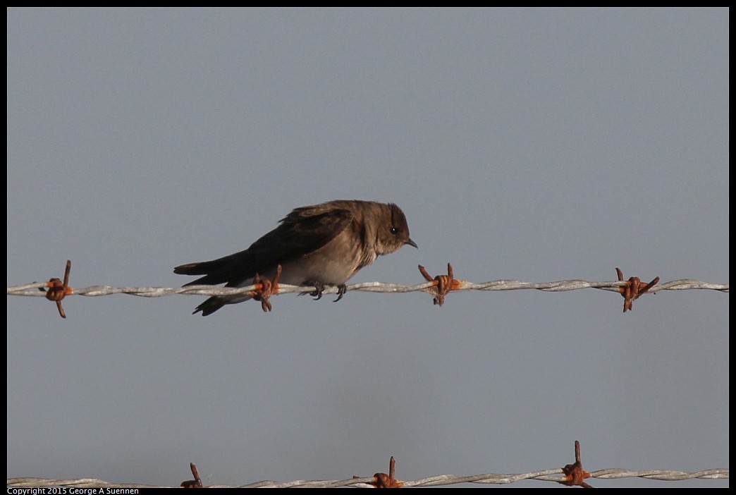 0414-182549-02.jpg - Northern Rough-winged Swallow