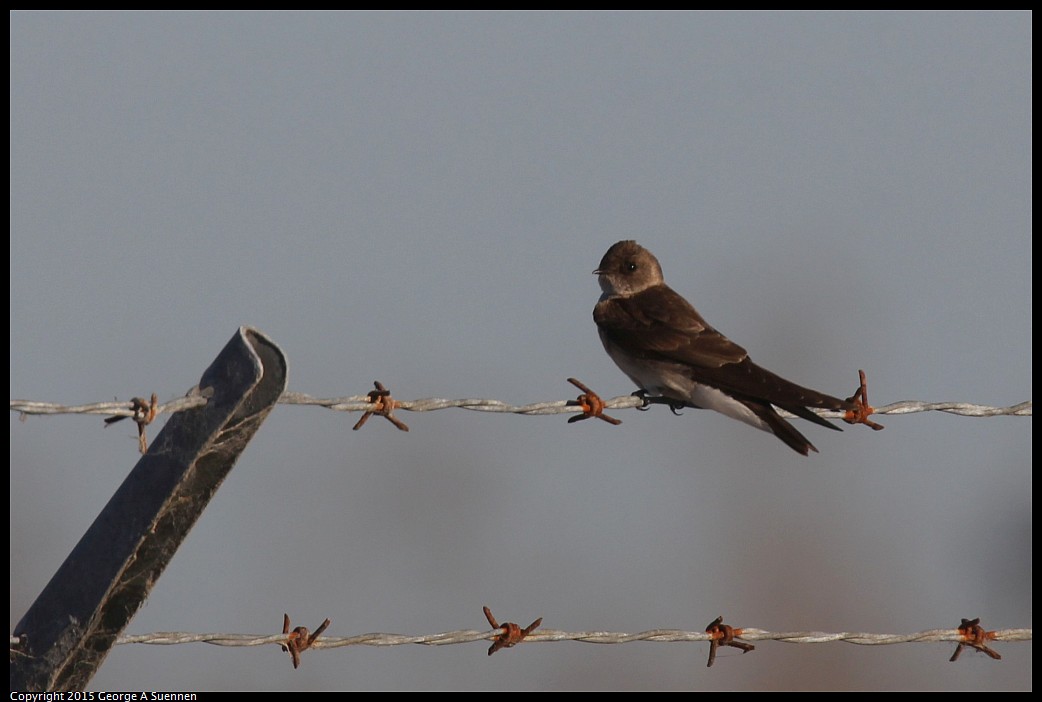 0414-182605-03.jpg - Northern Rough-winged Swallow