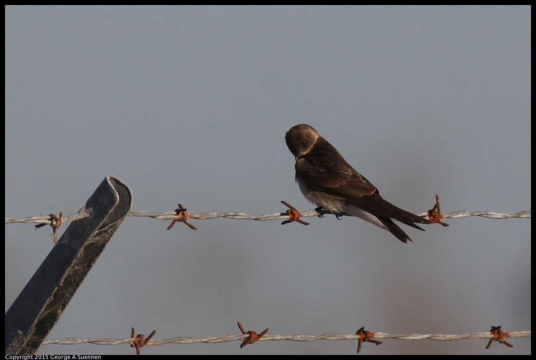 0414-182607-01.jpg - Northern Rough-winged Swallow