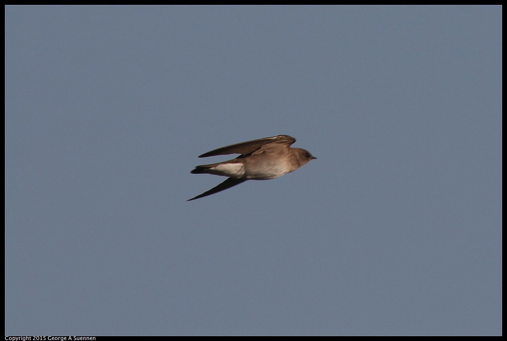 0414-182720-01.jpg - Northern Rough-winged Swallow