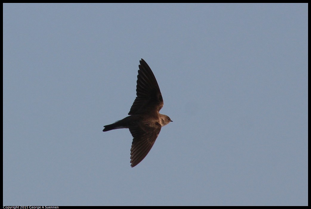 0414-182721-01.jpg - Northern Rough-winged Swallow