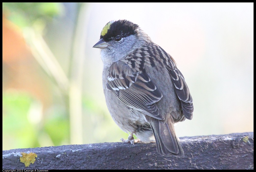 0414-182858-01.jpg - Golden-crowned Sparrow