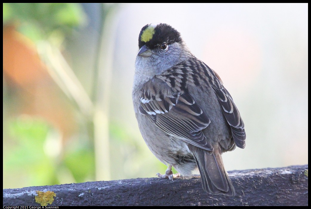 0414-182858-04.jpg - Golden-crowned Sparrow