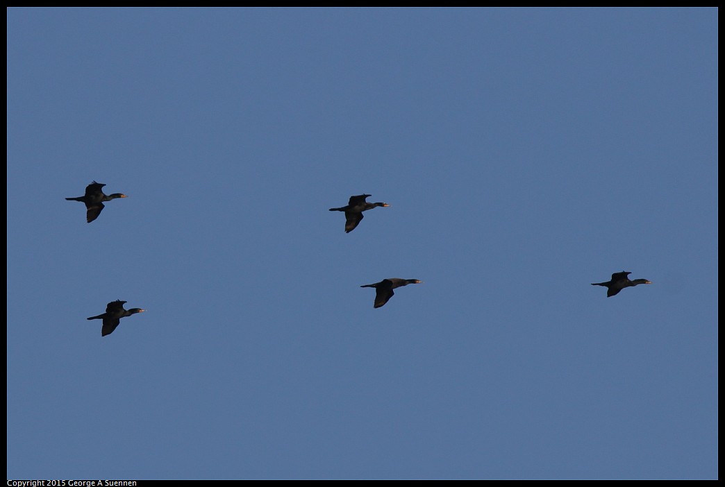0414-183827-02.jpg - Double-crested Cormorant