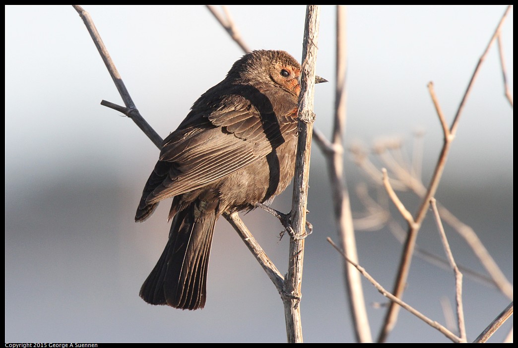 0414-183853-02.jpg - Red-winged Blackbird (?)