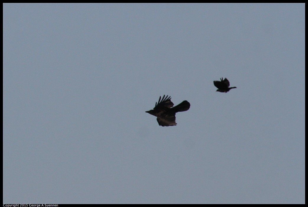 0414-183937-02.jpg - Red-winged Blackbird and Amercian Crow