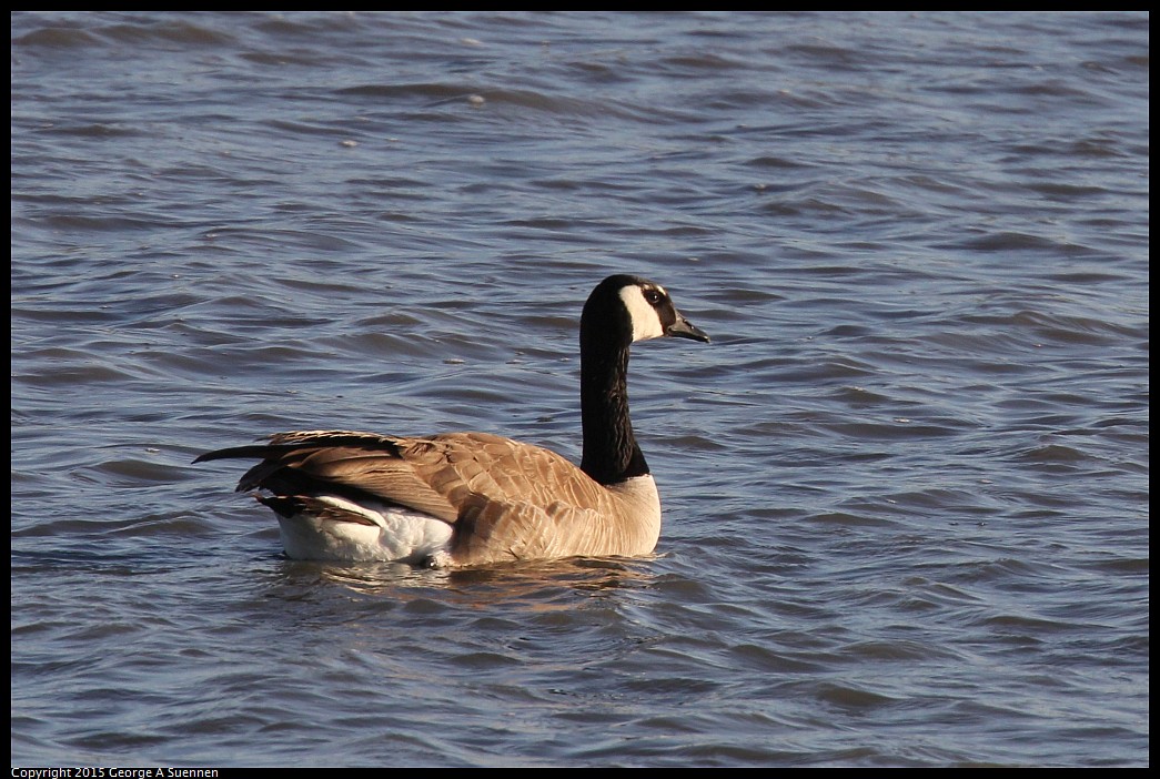 0414-184218-02.jpg - Canada Goose