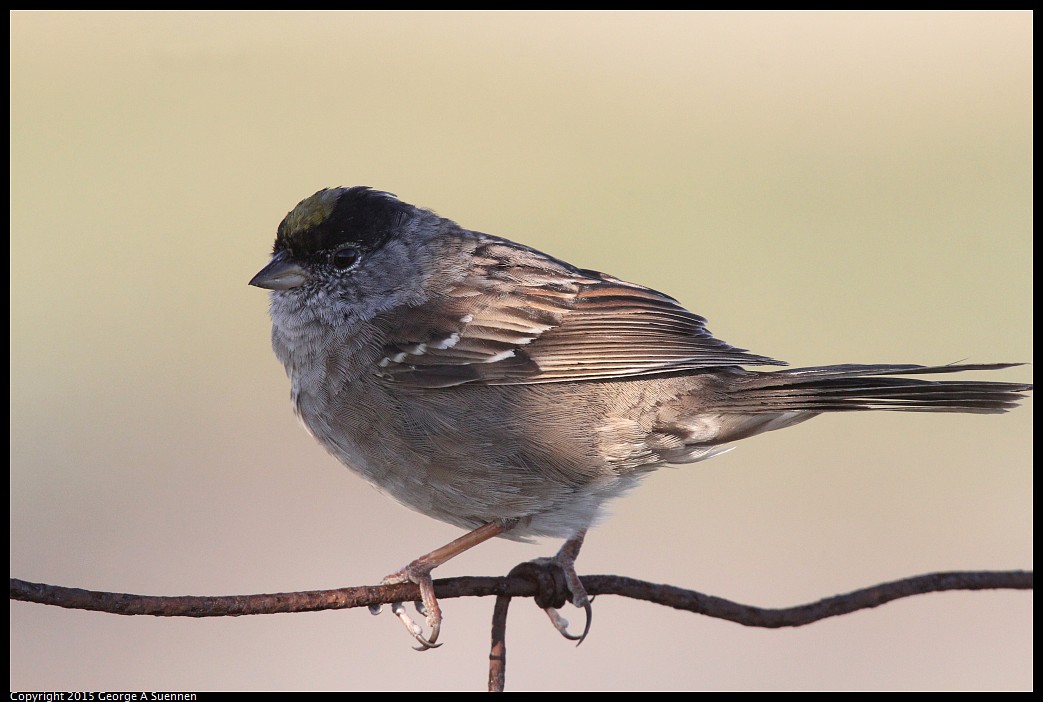 0414-184747-01.jpg - Golden-crowned Sparrow