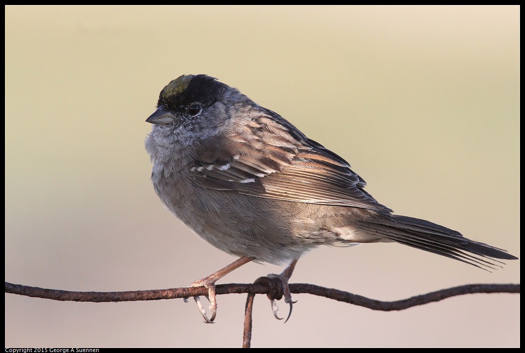 0414-184802-03.jpg - Golden-crowned Sparrow