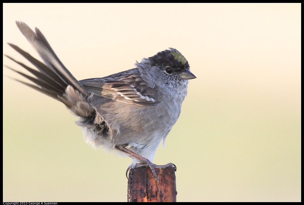 0414-184811-02.jpg - Golden-crowned Sparrow