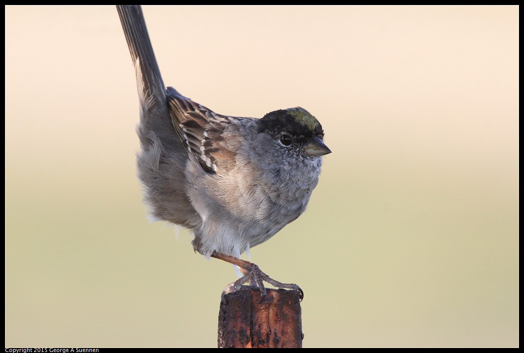 0414-184811-03.jpg - Golden-crowned Sparrow