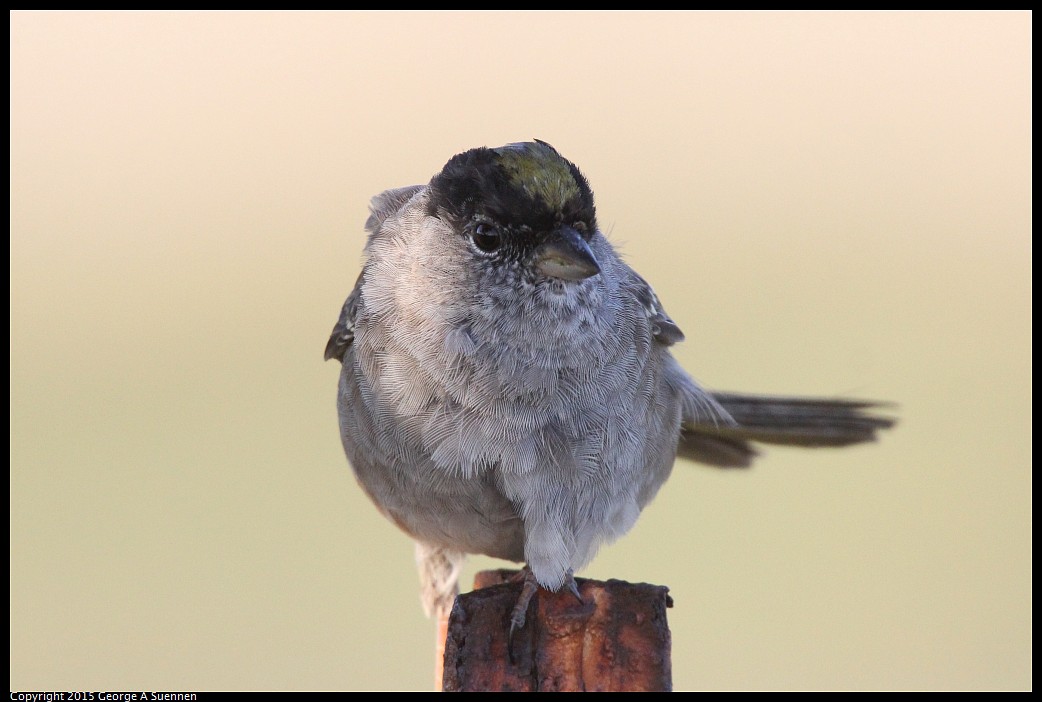 0414-184814-01.jpg - Golden-crowned Sparrow