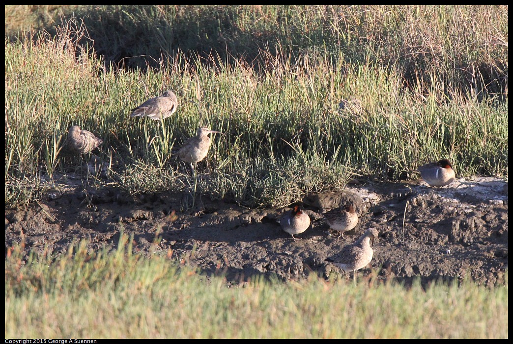 0414-184950-03.jpg - Willet, Green-winged Teal and Whimbrel