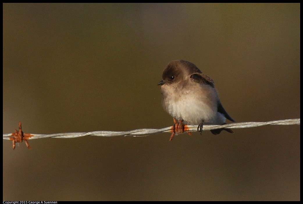 0414-190443-01.jpg - Northern Rough-winged Swallow