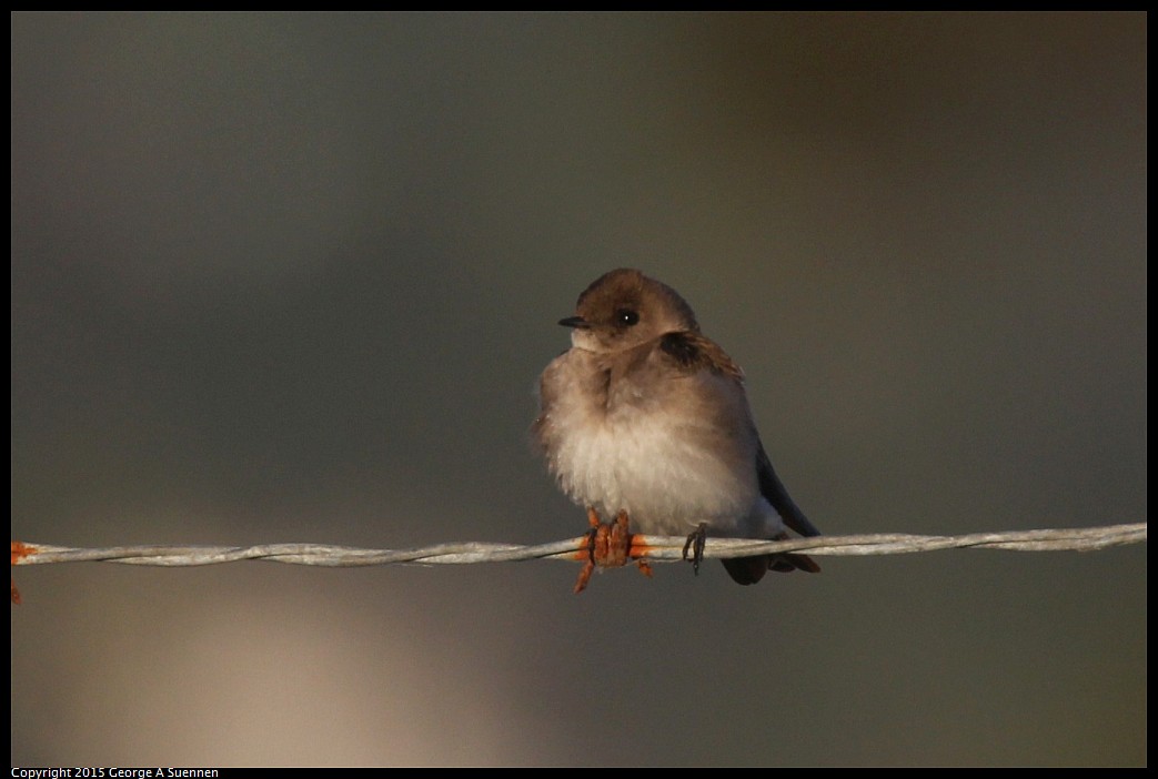 0414-190554-02.jpg - Northern Rough-winged Swallow