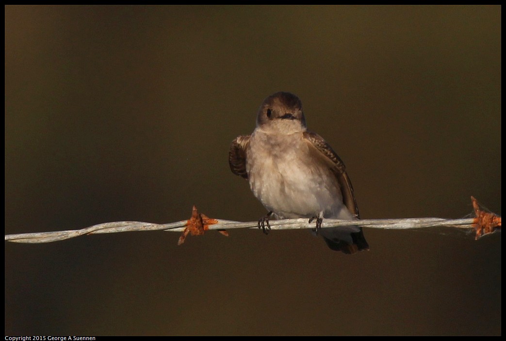 0414-190606-04.jpg - Northern Rough-winged Swallow