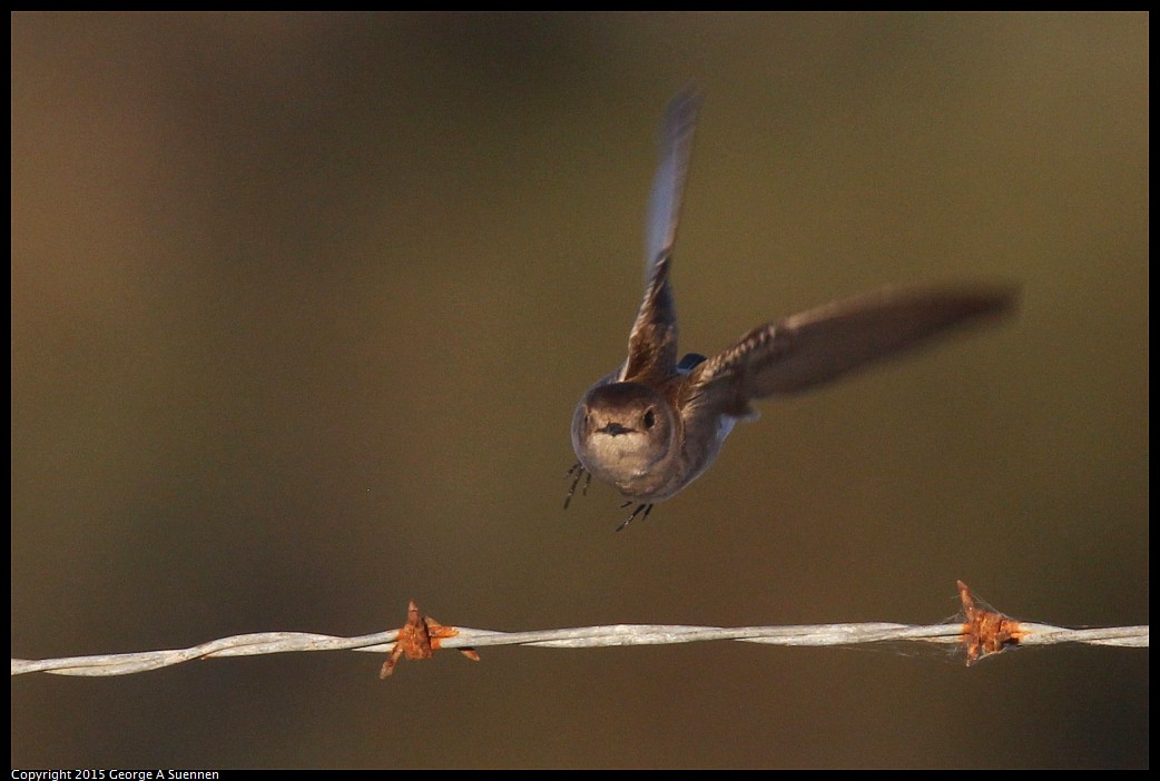0414-190609-03.jpg - Northern Rough-winged Swallow