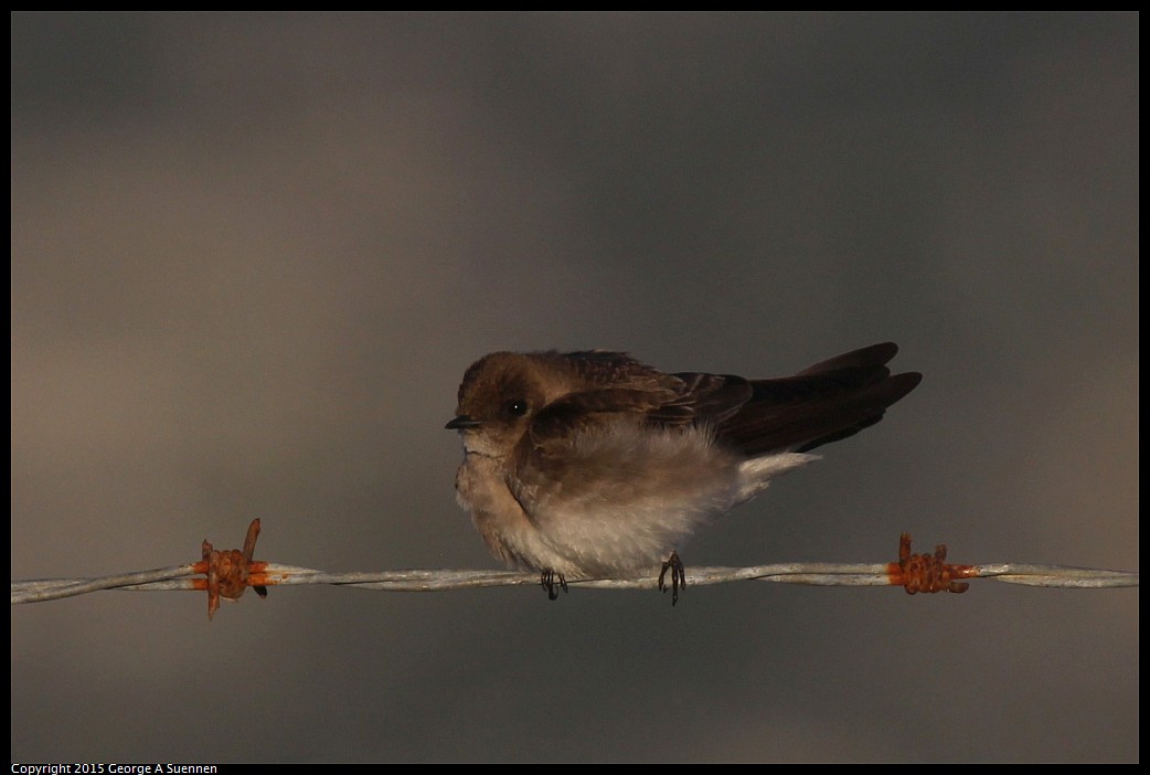 0414-190644-04.jpg - Northern Rough-winged Swallow