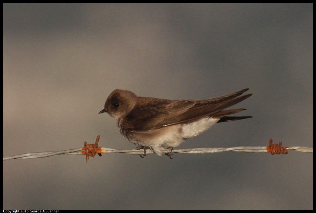 0414-190645-05.jpg - Northern Rough-winged Swallow