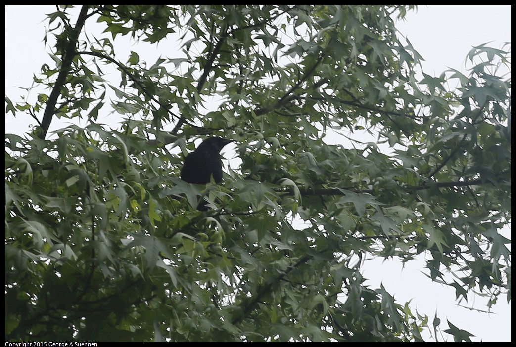 0422-090811-03.jpg - American Crow