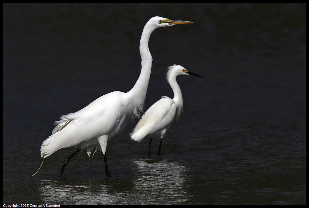 0510-165248-01.jpg - Great and Snowy Egret