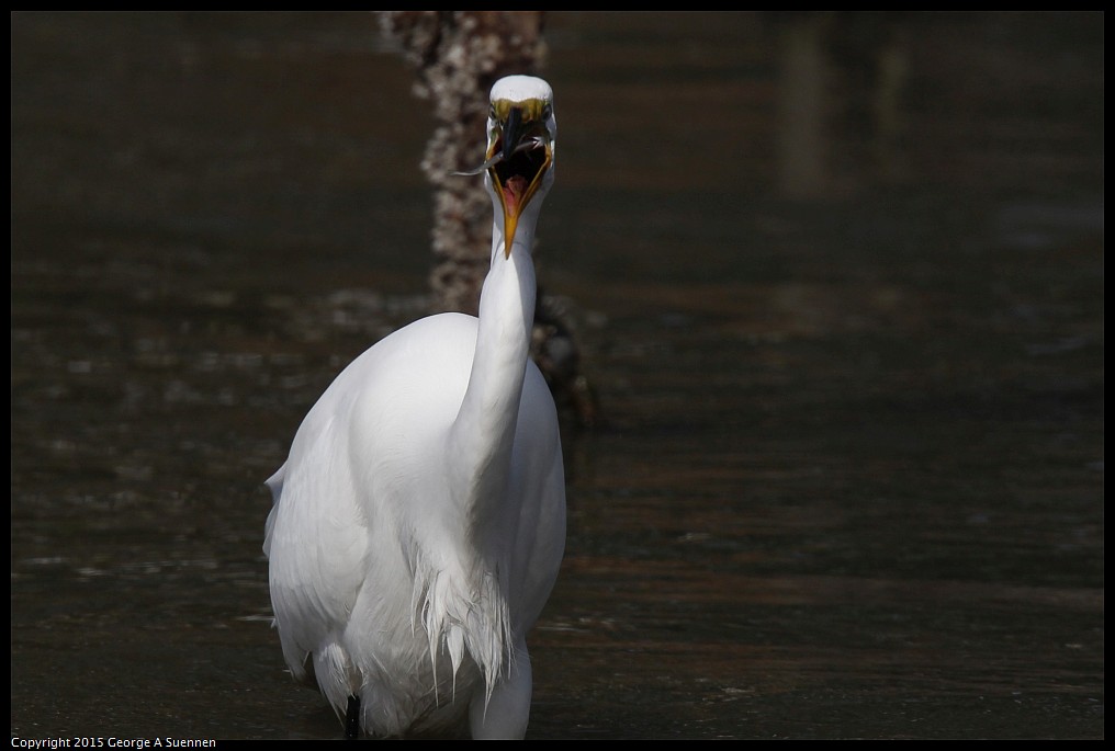 0510-165630-01.jpg - Great Egret