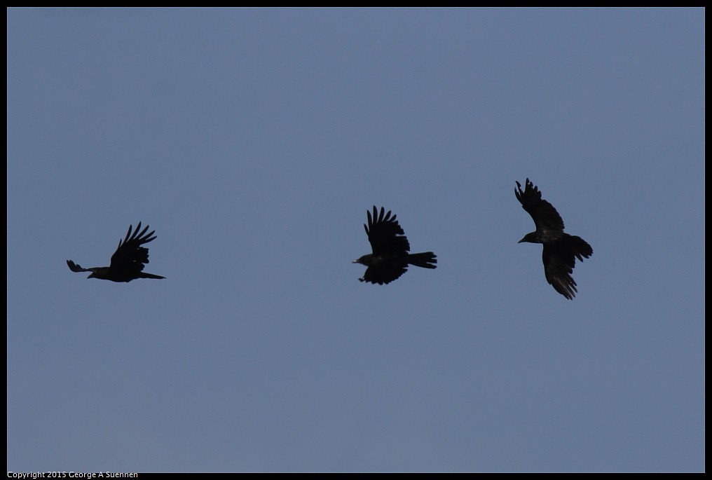 0510-170613-01.jpg - American Crow and Common Raven