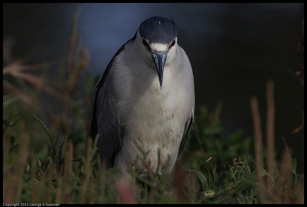 0510-170747-02.jpg - Black-crowned Night Heron