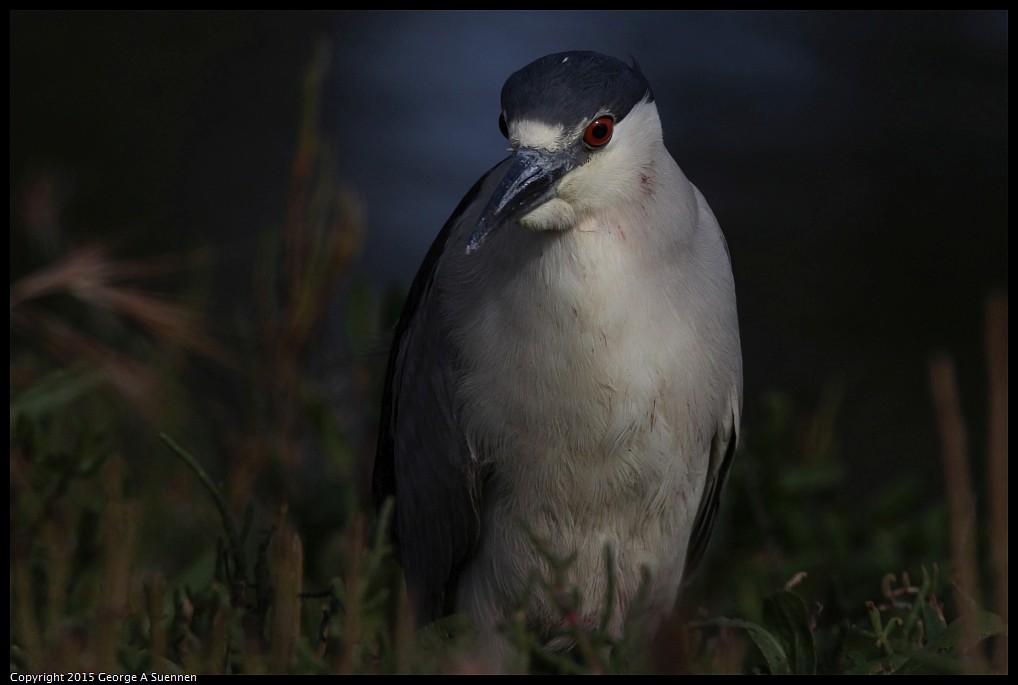 0510-170748-02.jpg - Black-crowned Night Heron