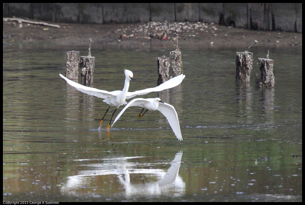0510-170951-02.jpg - Snowy Egret