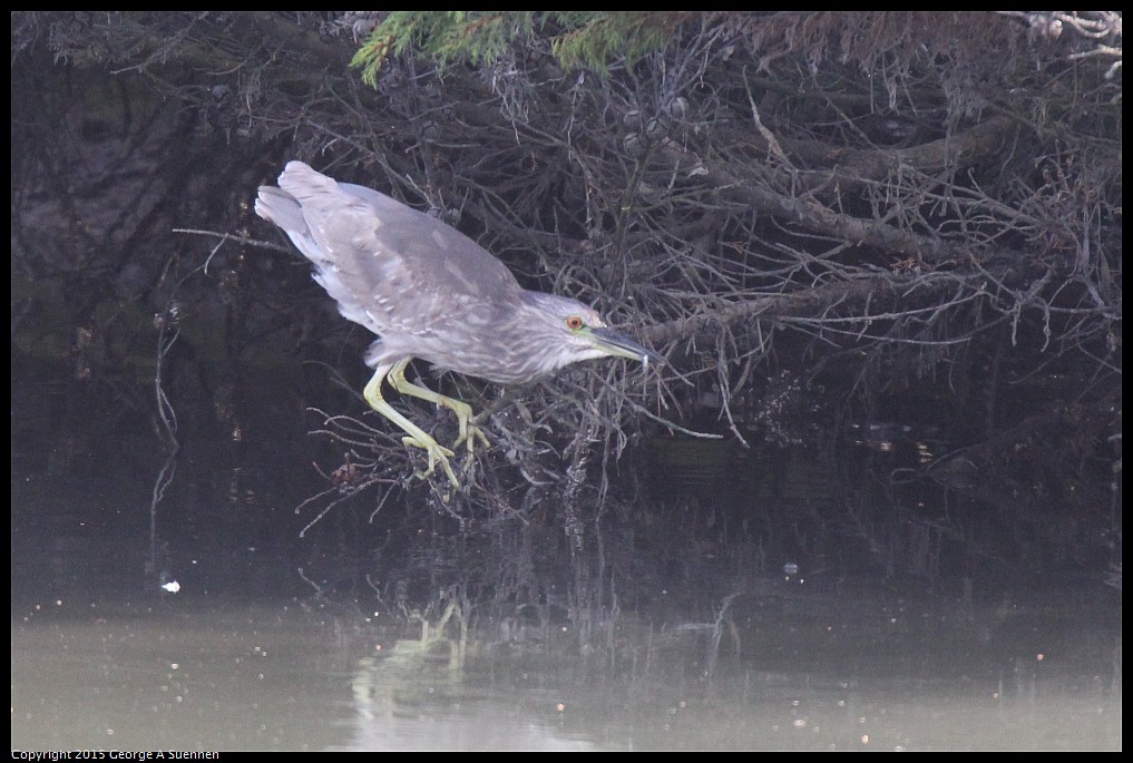 0510-171342-01.jpg - Black-crowned Night Heron