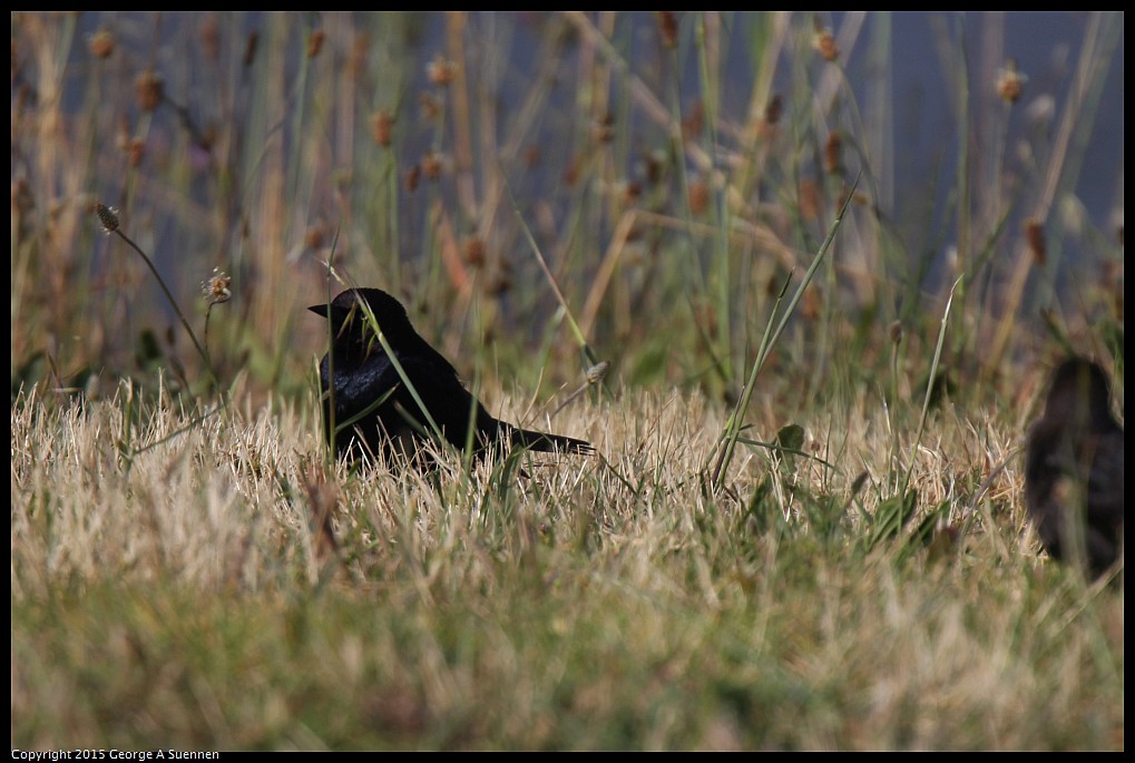 0510-171900-01.jpg - Brewer's Blackbird