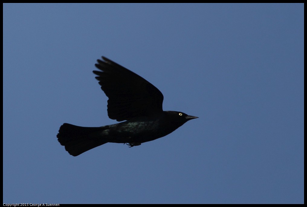 0510-172002-01.jpg - Brewer's Blackbird