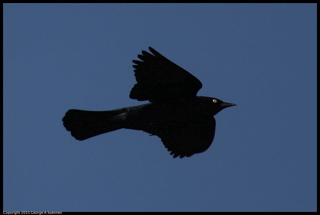 0510-172003-01.jpg - Brewer's Blackbird