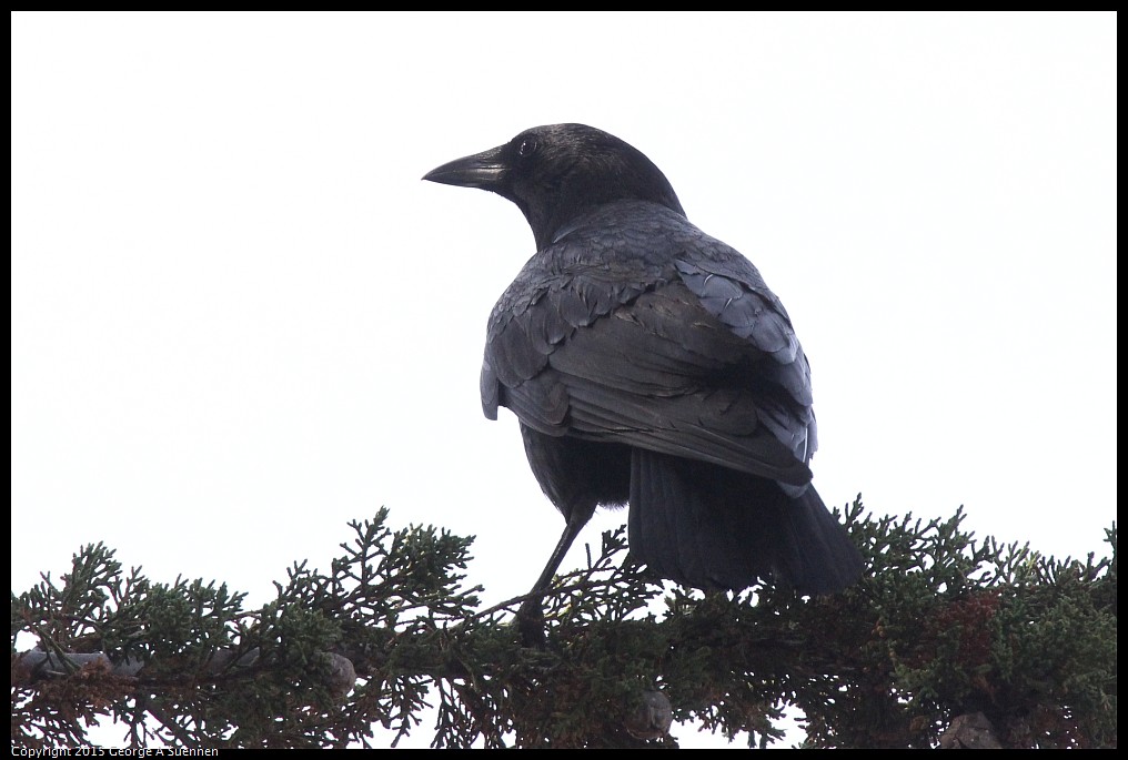 0510-172631-01.jpg - American Crow