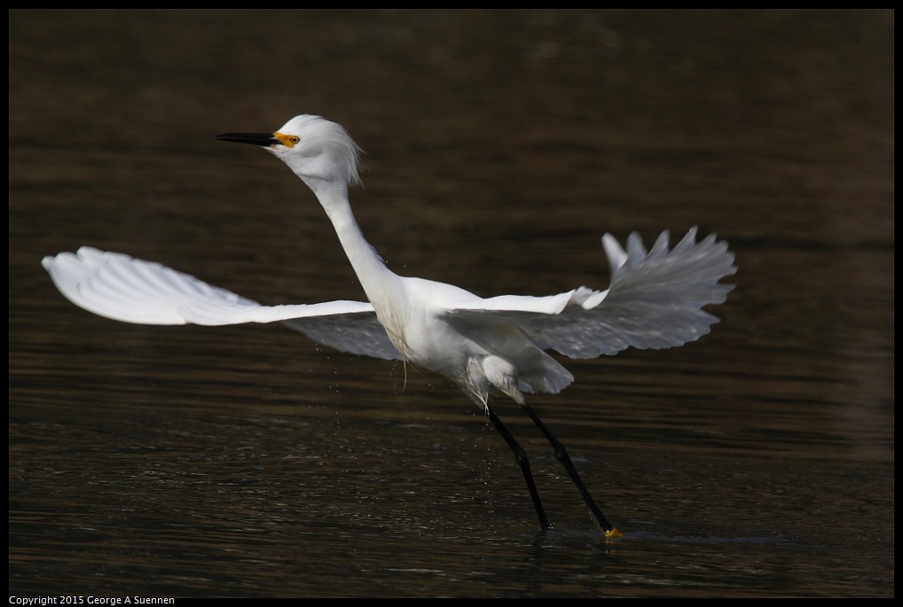 0510-173357-01.jpg - Snowy Egret