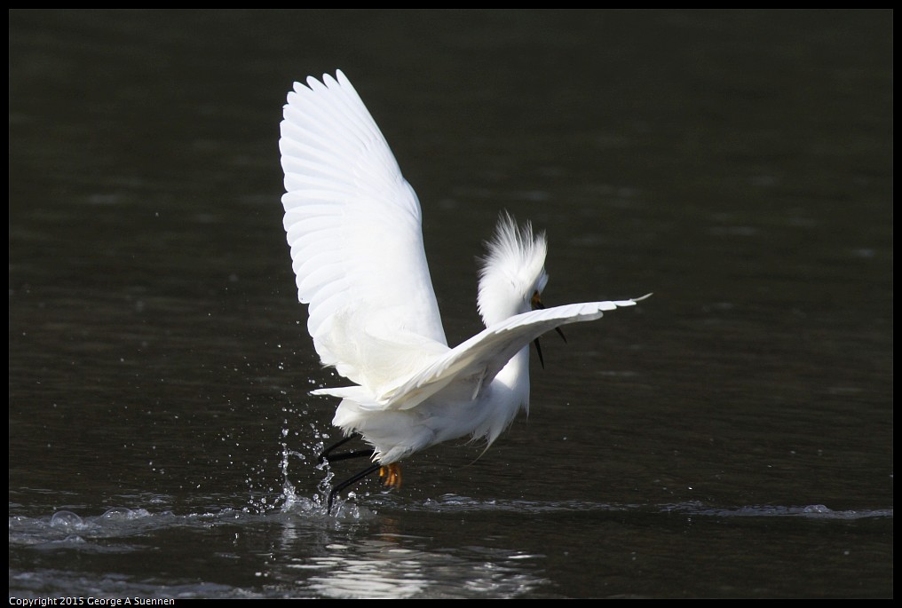0510-173401-01.jpg - Snowy Egret