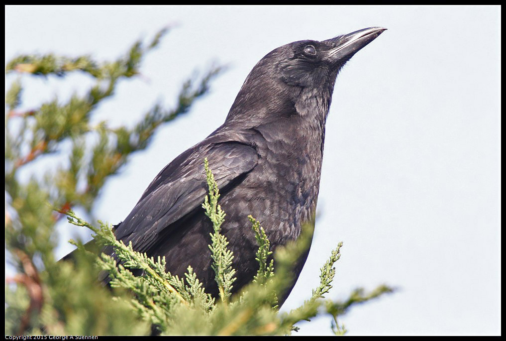 0510-173504-04.jpg - American Crow