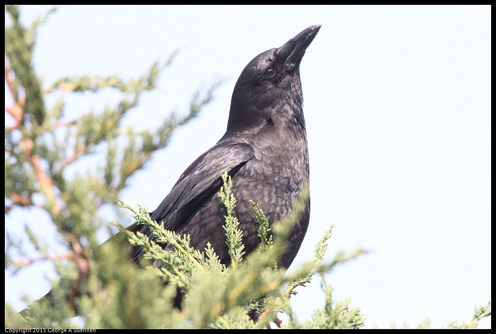 0510-173506-04.jpg - American Crow