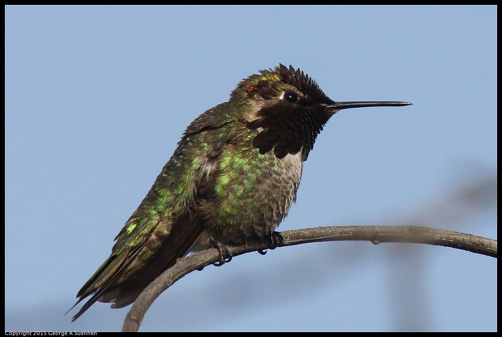 0510-174923-02.jpg - Anna's Hummingbird